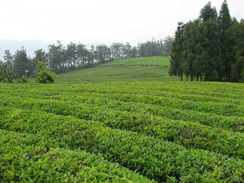 a02.jpg